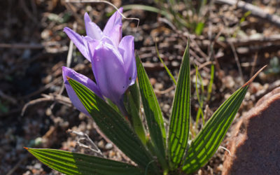 Winning with Wild Things