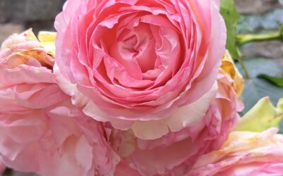 A French flower feast for the senses