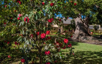 Blooming great at Vergelegen