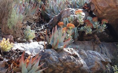 Nature-based tourism in the Klein Karoo