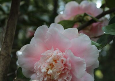 Camellia Japonica Elegans Supreme
