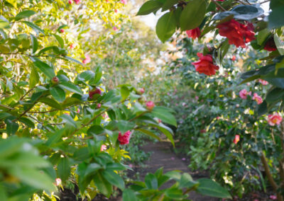 Camellia garden